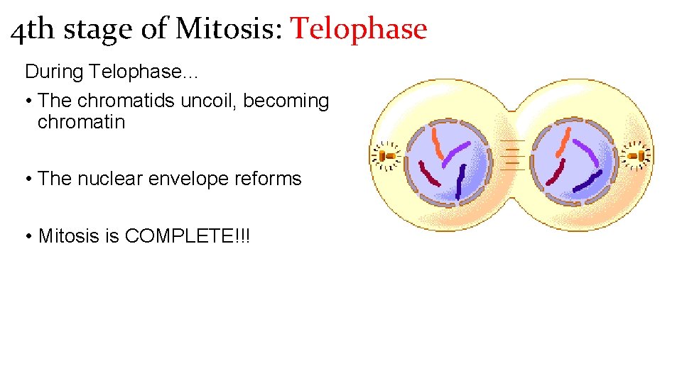 4 th stage of Mitosis: Telophase During Telophase… • The chromatids uncoil, becoming chromatin