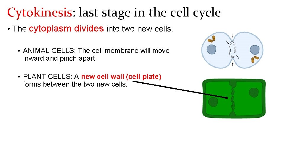 Cytokinesis: last stage in the cell cycle • The cytoplasm divides into two new