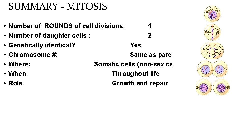 SUMMARY - MITOSIS • • Number of ROUNDS of cell divisions: 1 Number of