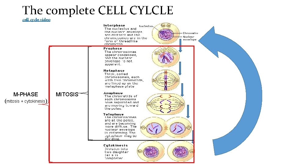 The complete CELL CYLCLE cell cycle video M-PHASE (mitosis + cytokinesis) MITOSIS 