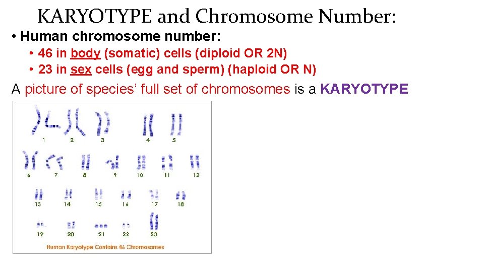 KARYOTYPE and Chromosome Number: • Human chromosome number: • 46 in body (somatic) cells
