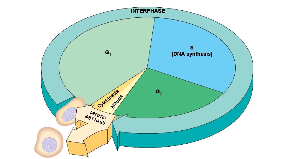 INTERPHASE S (DNA synthesis) G 1 MI (M) TOTIC PH AS E ito M