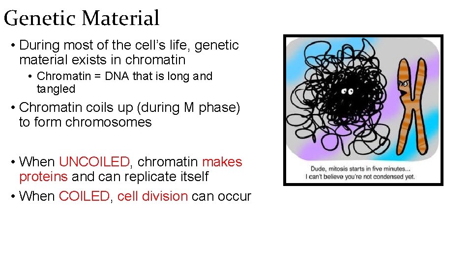 Genetic Material • During most of the cell’s life, genetic material exists in chromatin