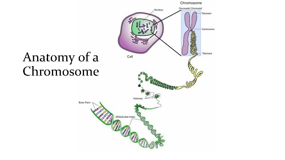 Anatomy of a Chromosome 