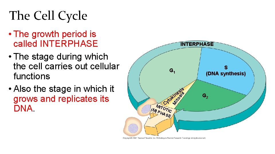 The Cell Cycle INTERPHASE S (DNA synthesis) G 1 s si ito t Cy