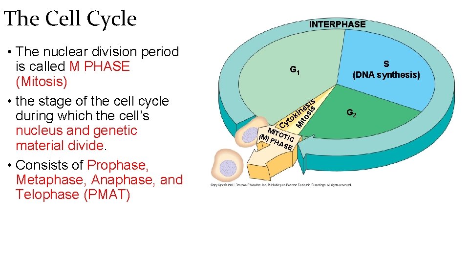 The Cell Cycle S (DNA synthesis) G 1 is si ito t Cy i