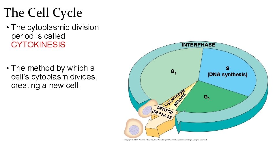 The Cell Cycle • The cytoplasmic division period is called CYTOKINESIS S (DNA synthesis)