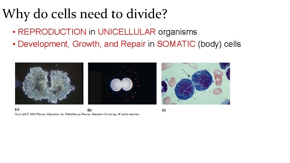 Why do cells need to divide? • REPRODUCTION in UNICELLULAR organisms • Development, Growth,