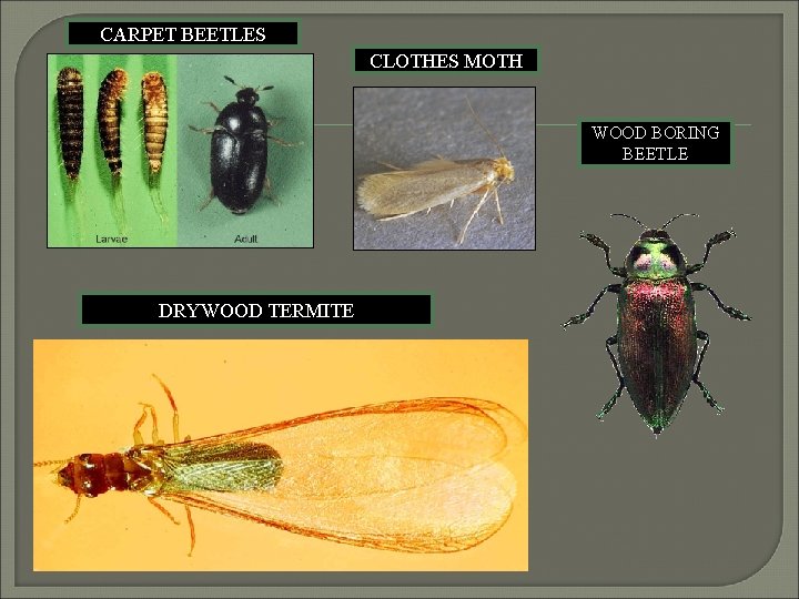 CARPET BEETLES CLOTHES MOTH WOOD BORING BEETLE DRYWOOD TERMITE 