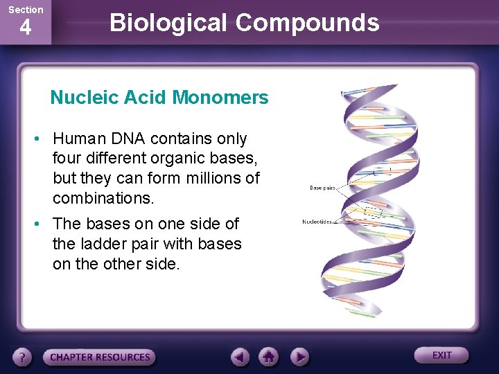 Section 4 Biological Compounds Nucleic Acid Monomers • Human DNA contains only four different