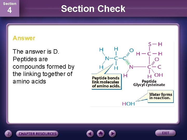 Section 4 Section Check Answer The answer is D. Peptides are compounds formed by