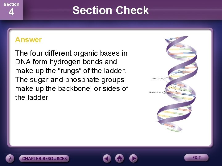 Section 4 Section Check Answer The four different organic bases in DNA form hydrogen