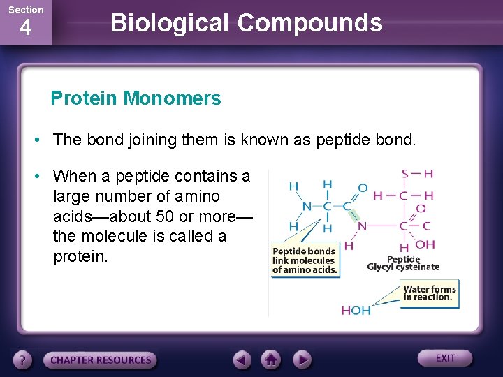 Section 4 Biological Compounds Protein Monomers • The bond joining them is known as