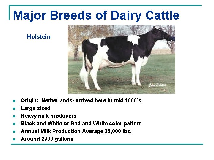 Major Breeds of Dairy Cattle Holstein n n n Origin: Netherlands- arrived here in