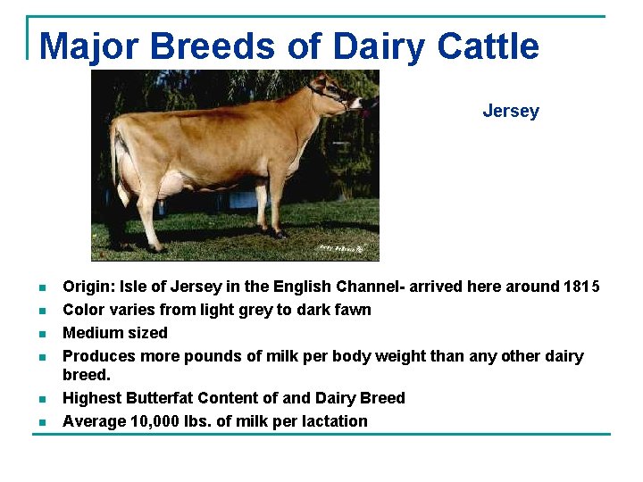 Major Breeds of Dairy Cattle Jersey n n n Origin: Isle of Jersey in