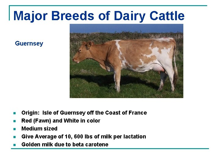 Major Breeds of Dairy Cattle Guernsey n n n Origin: Isle of Guernsey off