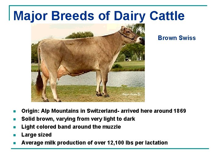 Major Breeds of Dairy Cattle Brown Swiss n n n Origin: Alp Mountains in