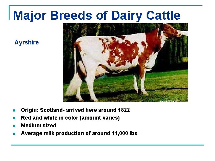 Major Breeds of Dairy Cattle Ayrshire n n Origin: Scotland- arrived here around 1822