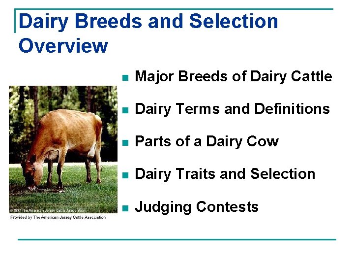 Dairy Breeds and Selection Overview n Major Breeds of Dairy Cattle n Dairy Terms