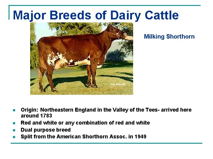 Major Breeds of Dairy Cattle Milking Shorthorn n n Origin: Northeastern England in the