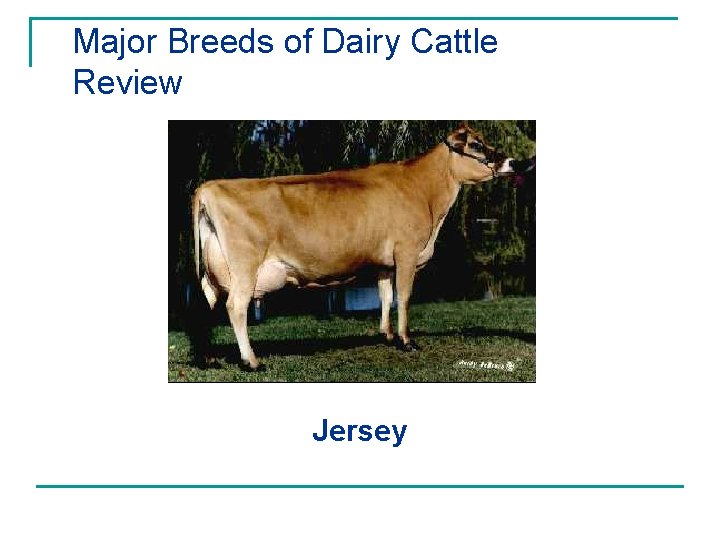 Major Breeds of Dairy Cattle Review Jersey 