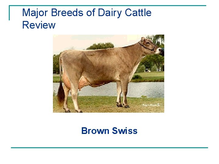 Major Breeds of Dairy Cattle Review Brown Swiss 