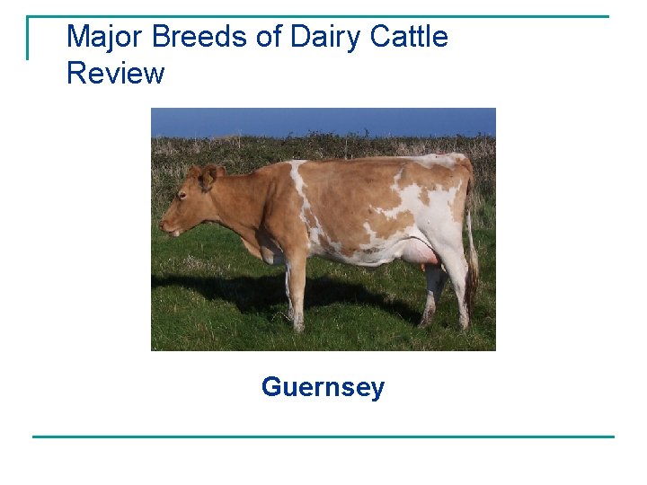 Major Breeds of Dairy Cattle Review Guernsey 