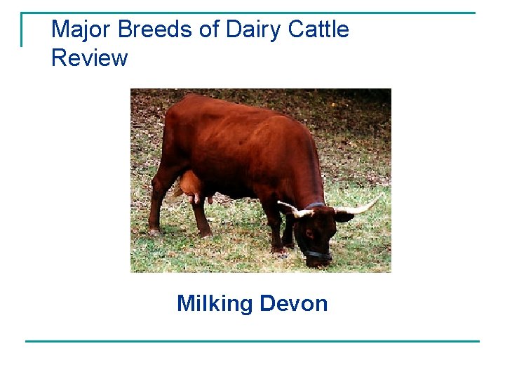 Major Breeds of Dairy Cattle Review Milking Devon 