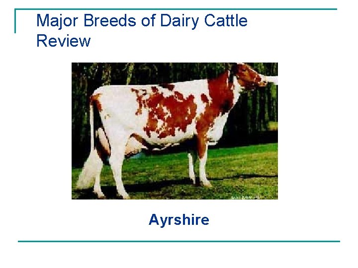 Major Breeds of Dairy Cattle Review Ayrshire 