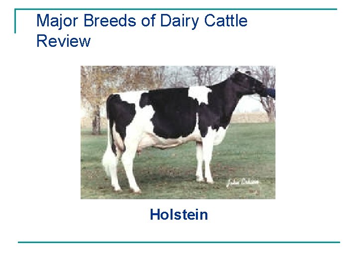 Major Breeds of Dairy Cattle Review Holstein 