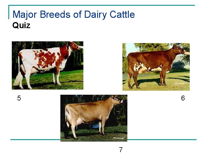 Major Breeds of Dairy Cattle Quiz 5 6 7 