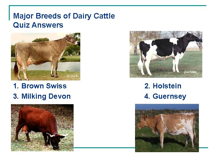 Major Breeds of Dairy Cattle Quiz Answers 1. Brown Swiss 3. Milking Devon 2.