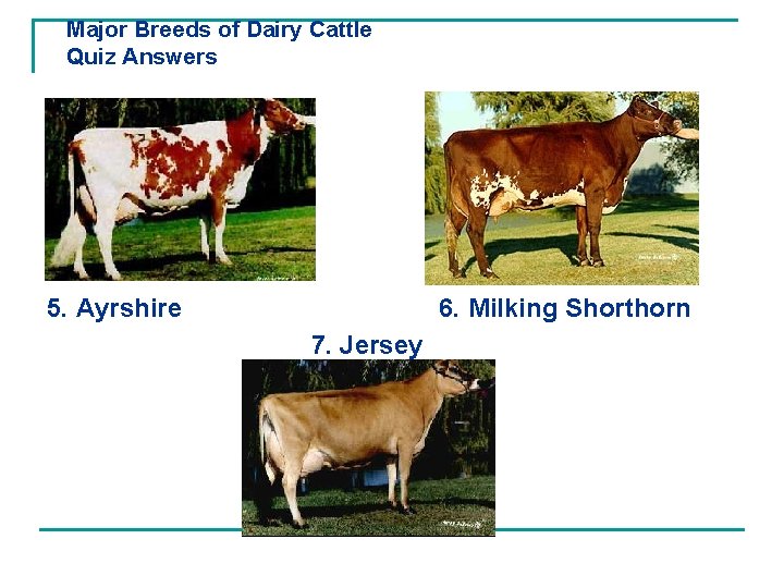 Major Breeds of Dairy Cattle Quiz Answers 5. Ayrshire 6. Milking Shorthorn 7. Jersey