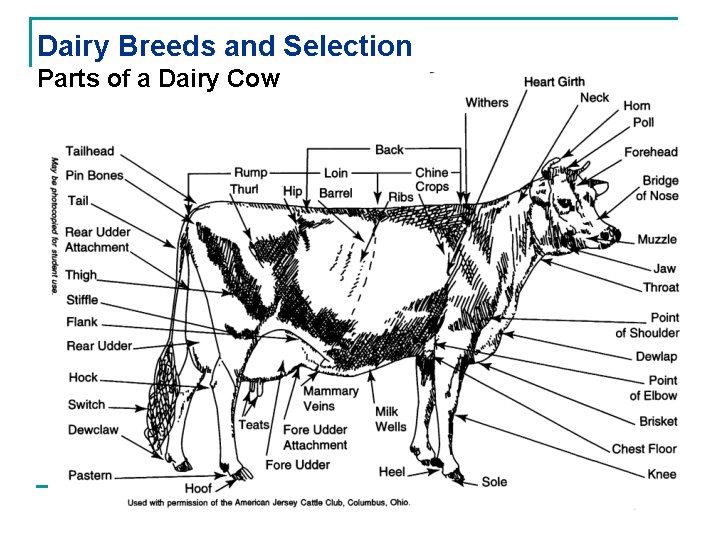 Dairy Breeds and Selection Parts of a Dairy Cow 