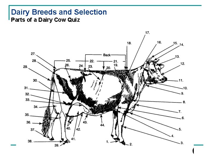 Dairy Breeds and Selection Parts of a Dairy Cow Quiz 