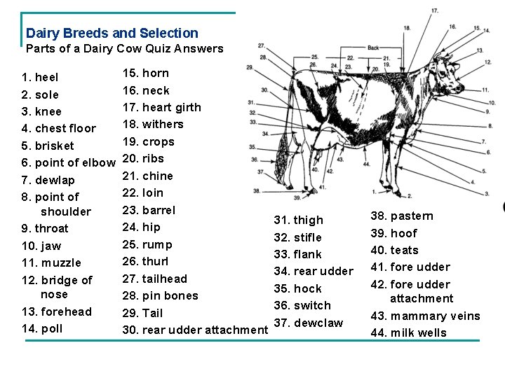Dairy Breeds and Selection Parts of a Dairy Cow Quiz Answers 1. heel 2.