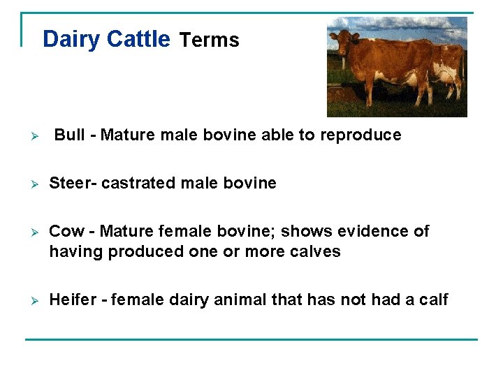 Dairy Cattle Terms Ø Bull - Mature male bovine able to reproduce Ø Steer-
