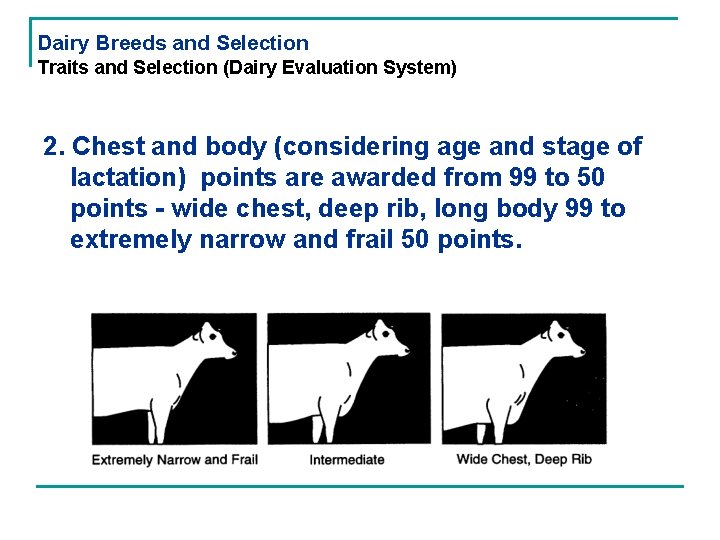 Dairy Breeds and Selection Traits and Selection (Dairy Evaluation System) 2. Chest and body