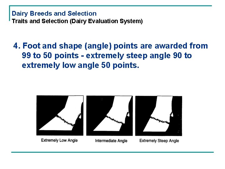 Dairy Breeds and Selection Traits and Selection (Dairy Evaluation System) 4. Foot and shape