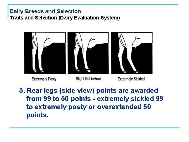 Dairy Breeds and Selection Traits and Selection (Dairy Evaluation System) 5. Rear legs (side