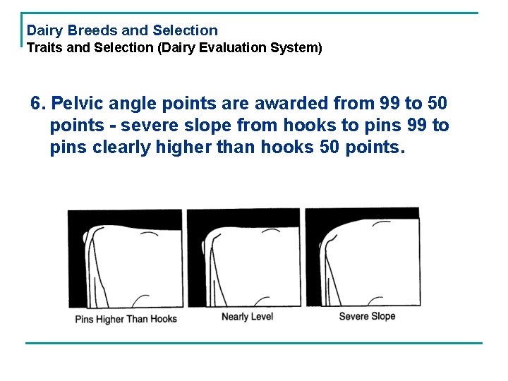 Dairy Breeds and Selection Traits and Selection (Dairy Evaluation System) 6. Pelvic angle points