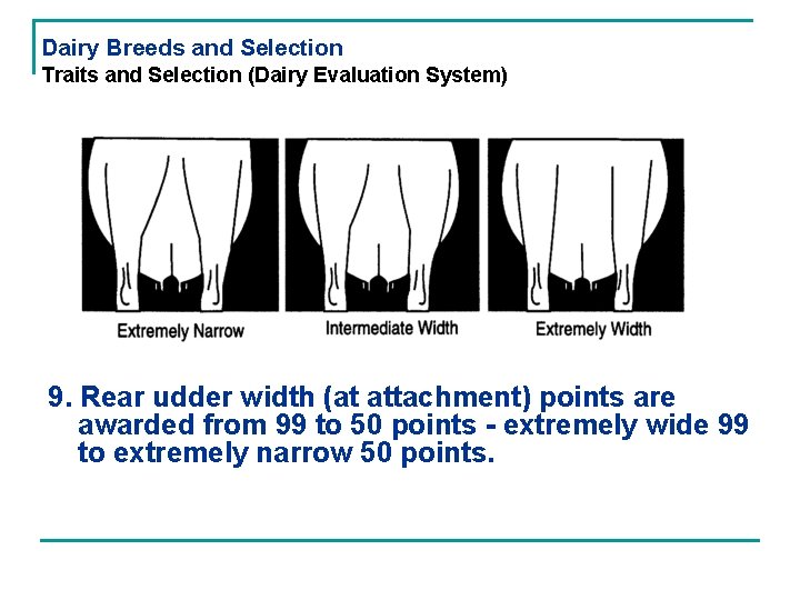 Dairy Breeds and Selection Traits and Selection (Dairy Evaluation System) 9. Rear udder width