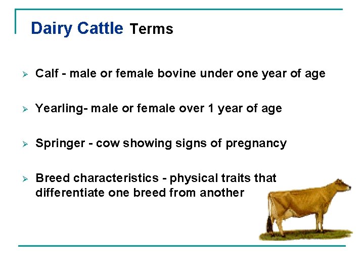 Dairy Cattle Terms Ø Calf - male or female bovine under one year of