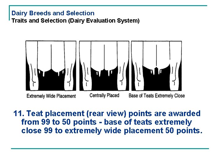 Dairy Breeds and Selection Traits and Selection (Dairy Evaluation System) 11. Teat placement (rear