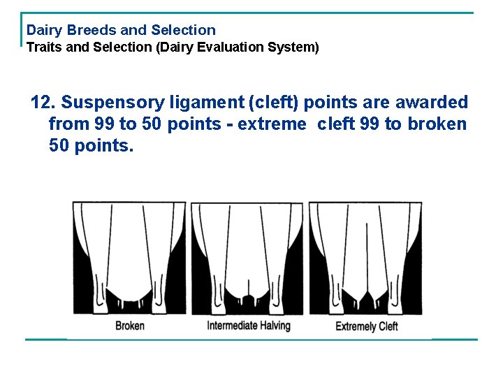 Dairy Breeds and Selection Traits and Selection (Dairy Evaluation System) 12. Suspensory ligament (cleft)