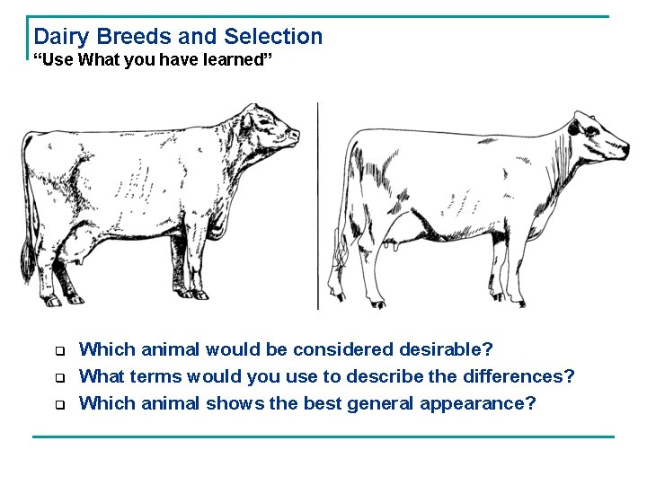 Dairy Breeds and Selection “Use What you have learned” q q q Which animal
