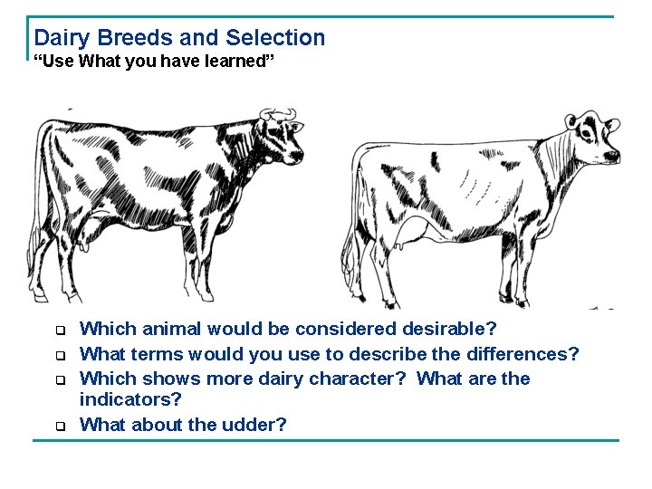 Dairy Breeds and Selection “Use What you have learned” q q Which animal would