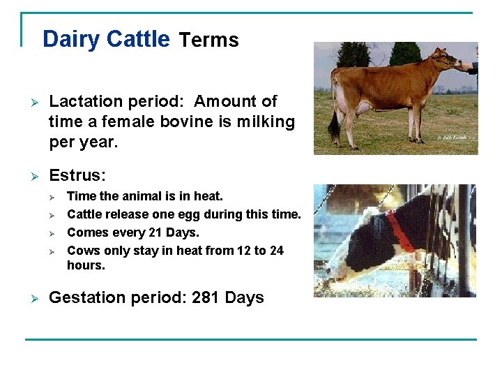 Dairy Cattle Terms Ø Lactation period: Amount of time a female bovine is milking