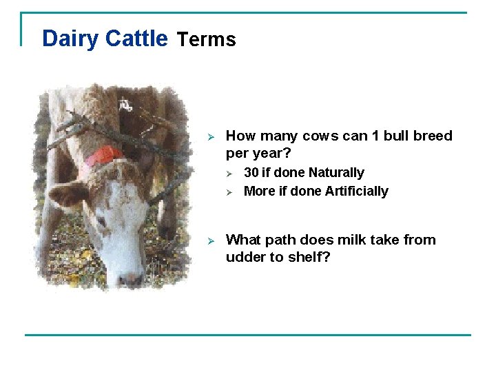 Dairy Cattle Terms Ø How many cows can 1 bull breed per year? Ø