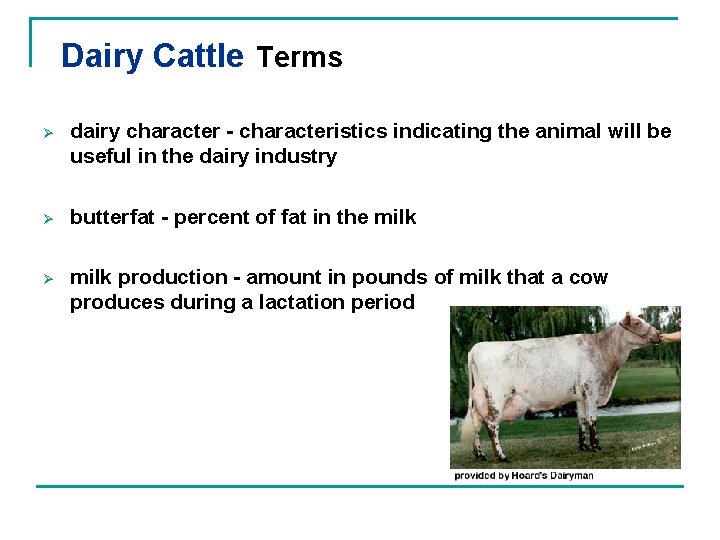 Dairy Cattle Terms Ø dairy character - characteristics indicating the animal will be useful